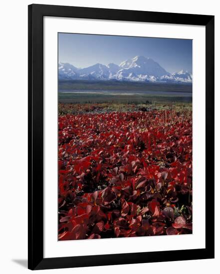 Mt. McKinley and Autumn Foliage, Denali National Park, Alaska, USA-Hugh Rose-Framed Photographic Print