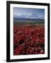 Mt. McKinley and Autumn Foliage, Denali National Park, Alaska, USA-Hugh Rose-Framed Photographic Print