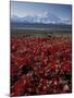 Mt. McKinley and Autumn Foliage, Denali National Park, Alaska, USA-Hugh Rose-Mounted Photographic Print