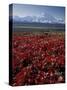 Mt. McKinley and Autumn Foliage, Denali National Park, Alaska, USA-Hugh Rose-Stretched Canvas