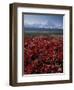 Mt. McKinley and Autumn Foliage, Denali National Park, Alaska, USA-Hugh Rose-Framed Premium Photographic Print