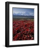 Mt. McKinley and Autumn Foliage, Denali National Park, Alaska, USA-Hugh Rose-Framed Premium Photographic Print