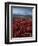 Mt. McKinley and Autumn Foliage, Denali National Park, Alaska, USA-Hugh Rose-Framed Premium Photographic Print