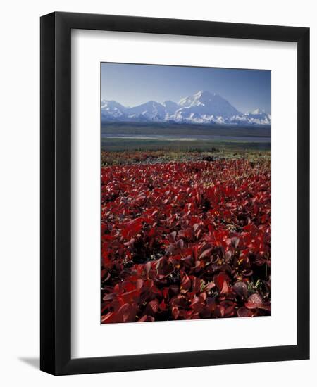 Mt. McKinley and Autumn Foliage, Denali National Park, Alaska, USA-Hugh Rose-Framed Premium Photographic Print