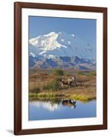 Mt. Mckinley, Denali National Park, Alaska, USA-Hugh Rose-Framed Photographic Print