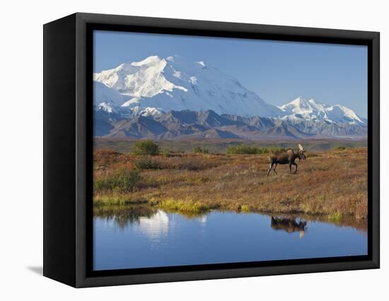 Mt. Mckinley, Denali National Park, Alaska, USA-Hugh Rose-Framed Stretched Canvas