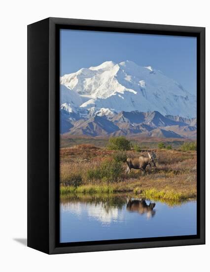 Mt. Mckinley, Denali National Park, Alaska, USA-Hugh Rose-Framed Stretched Canvas