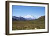 Mt. Mckinley-blackmarigolds-Framed Photographic Print