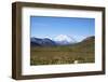 Mt. Mckinley-blackmarigolds-Framed Photographic Print