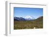 Mt. Mckinley-blackmarigolds-Framed Photographic Print