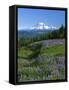 Mt. Rainer in distance, Meadows, Adams Wilderness, Mt, Washington, USA-Charles Gurche-Framed Stretched Canvas