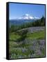 Mt. Rainer in distance, Meadows, Adams Wilderness, Mt, Washington, USA-Charles Gurche-Framed Stretched Canvas