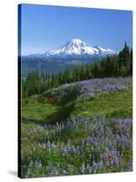 Mt. Rainer in distance, Meadows, Adams Wilderness, Mt, Washington, USA-Charles Gurche-Stretched Canvas