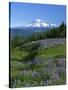 Mt. Rainer in distance, Meadows, Adams Wilderness, Mt, Washington, USA-Charles Gurche-Stretched Canvas