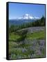 Mt. Rainer in distance, Meadows, Adams Wilderness, Mt, Washington, USA-Charles Gurche-Framed Stretched Canvas