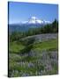 Mt. Rainer in distance, Meadows, Adams Wilderness, Mt, Washington, USA-Charles Gurche-Stretched Canvas