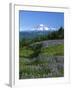 Mt. Rainer in distance, Meadows, Adams Wilderness, Mt, Washington, USA-Charles Gurche-Framed Premium Photographic Print