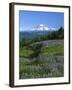Mt. Rainer in distance, Meadows, Adams Wilderness, Mt, Washington, USA-Charles Gurche-Framed Premium Photographic Print