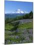 Mt. Rainer in distance, Meadows, Adams Wilderness, Mt, Washington, USA-Charles Gurche-Mounted Premium Photographic Print