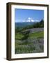 Mt. Rainer in distance, Meadows, Adams Wilderness, Mt, Washington, USA-Charles Gurche-Framed Photographic Print