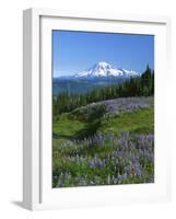 Mt. Rainer in distance, Meadows, Adams Wilderness, Mt, Washington, USA-Charles Gurche-Framed Photographic Print