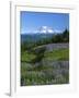 Mt. Rainer in distance, Meadows, Adams Wilderness, Mt, Washington, USA-Charles Gurche-Framed Photographic Print