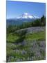 Mt. Rainer in distance, Meadows, Adams Wilderness, Mt, Washington, USA-Charles Gurche-Mounted Photographic Print