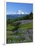 Mt. Rainer in distance, Meadows, Adams Wilderness, Mt, Washington, USA-Charles Gurche-Framed Photographic Print