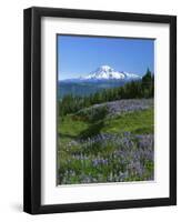 Mt. Rainer in distance, Meadows, Adams Wilderness, Mt, Washington, USA-Charles Gurche-Framed Photographic Print