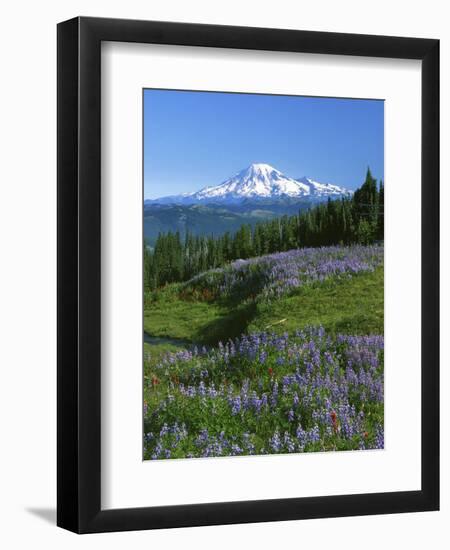 Mt. Rainer in distance, Meadows, Adams Wilderness, Mt, Washington, USA-Charles Gurche-Framed Photographic Print