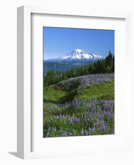 Mt. Rainer in distance, Meadows, Adams Wilderness, Mt, Washington, USA-Charles Gurche-Framed Photographic Print