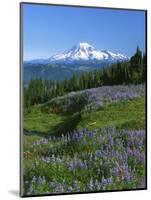 Mt. Rainer in distance, Meadows, Adams Wilderness, Mt, Washington, USA-Charles Gurche-Mounted Photographic Print