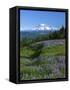 Mt. Rainer in distance, Meadows, Adams Wilderness, Mt, Washington, USA-Charles Gurche-Framed Stretched Canvas