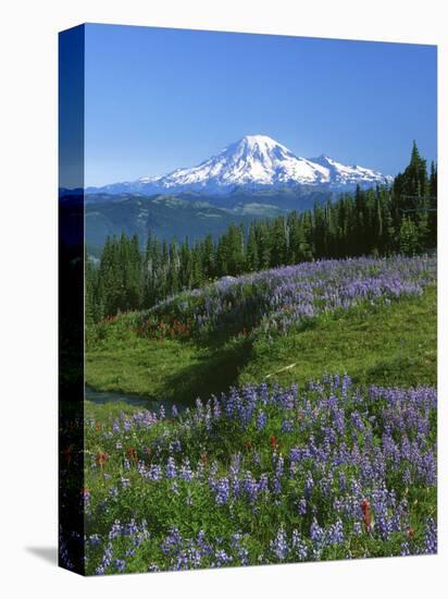 Mt. Rainer in distance, Meadows, Adams Wilderness, Mt, Washington, USA-Charles Gurche-Stretched Canvas