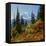 Mt Rainier Above Autumn Huckleberry, Chinook Pass, Washington, USA-Charles Gurche-Framed Stretched Canvas