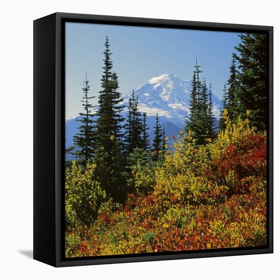 Mt Rainier Above Autumn Huckleberry, Chinook Pass, Washington, USA-Charles Gurche-Framed Stretched Canvas
