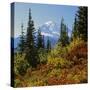 Mt Rainier Above Autumn Huckleberry, Chinook Pass, Washington, USA-Charles Gurche-Stretched Canvas