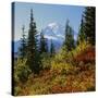 Mt Rainier Above Autumn Huckleberry, Chinook Pass, Washington, USA-Charles Gurche-Stretched Canvas