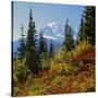 Mt Rainier Above Autumn Huckleberry, Chinook Pass, Washington, USA-Charles Gurche-Stretched Canvas