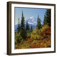 Mt Rainier Above Autumn Huckleberry, Chinook Pass, Washington, USA-Charles Gurche-Framed Photographic Print