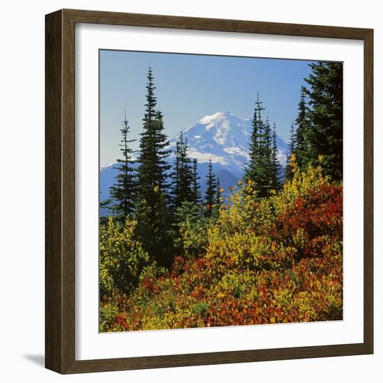 Mt Rainier Above Autumn Huckleberry, Chinook Pass, Washington, USA-Charles Gurche-Framed Photographic Print