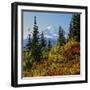 Mt Rainier Above Autumn Huckleberry, Chinook Pass, Washington, USA-Charles Gurche-Framed Photographic Print