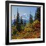 Mt Rainier Above Autumn Huckleberry, Chinook Pass, Washington, USA-Charles Gurche-Framed Photographic Print