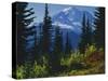 Mt. Rainier above autumn Huckleberry, Mt. Rainier National Park, Washington, USA-Charles Gurche-Stretched Canvas