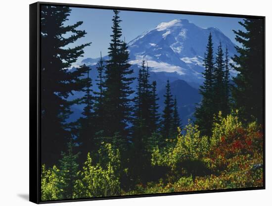 Mt. Rainier above autumn Huckleberry, Mt. Rainier National Park, Washington, USA-Charles Gurche-Framed Stretched Canvas