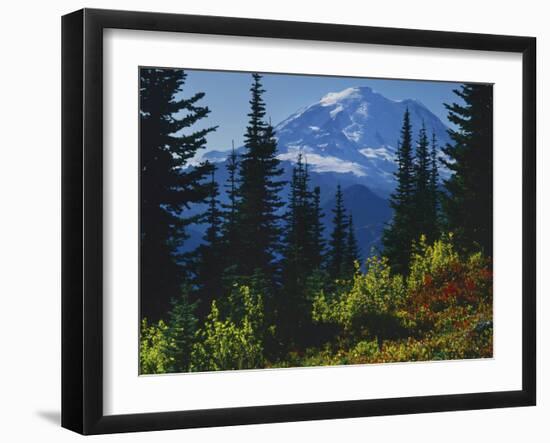 Mt. Rainier above autumn Huckleberry, Mt. Rainier National Park, Washington, USA-Charles Gurche-Framed Premium Photographic Print