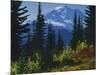 Mt. Rainier above autumn Huckleberry, Mt. Rainier National Park, Washington, USA-Charles Gurche-Mounted Photographic Print