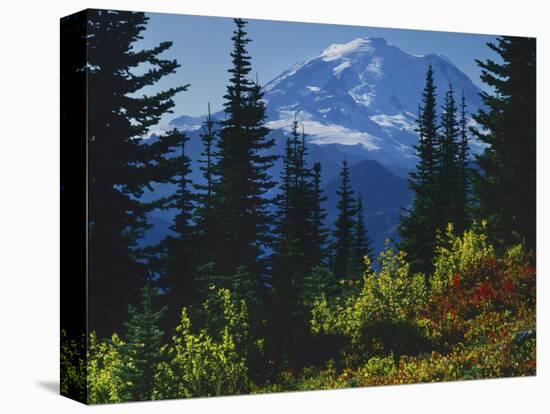 Mt. Rainier above autumn Huckleberry, Mt. Rainier National Park, Washington, USA-Charles Gurche-Stretched Canvas