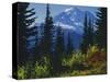 Mt. Rainier above autumn Huckleberry, Mt. Rainier National Park, Washington, USA-Charles Gurche-Stretched Canvas