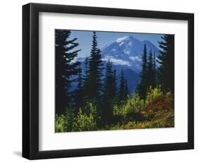 Mt. Rainier above autumn Huckleberry, Mt. Rainier National Park, Washington, USA-Charles Gurche-Framed Photographic Print